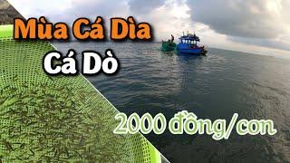 Mùa Cá Dìa Con Nở Rộ Bí Mật Của Biển  Breeding Fish