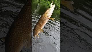 Northern Pike Catch