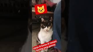 kucing yg selalu menemani kerja di cuaca yang dingin