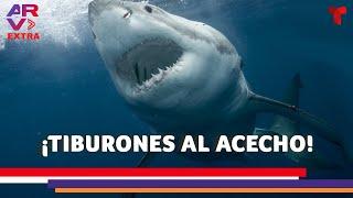 Tiburones al acecho mitos y realidades sobre los escualos marinos  Al Rojo Vivo  Telemundo