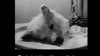 In 1940s Russian scientists kept a dog’s head alive for a few hours. Graphic