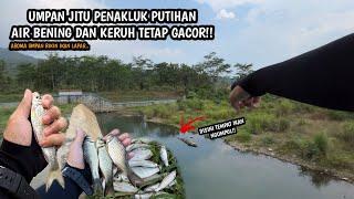 UMPAN INSTAN KESUKAAN IKAN PUTIHAN Mancing wader teknik kumbul di spot air bening dan keruh bersih