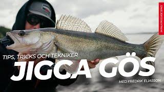 Jigga gös i sommar. Tips tricks och tekniker