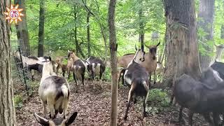 Alpine Goats Exploring Their New Pen