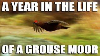 A Year in the Life of a Grouse Moor