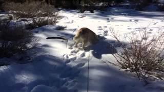 dog snowbathing