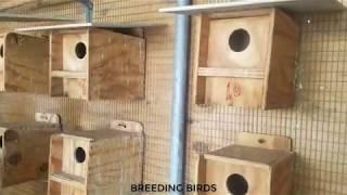 Over 100 Babies Lovebirds Breeding Season 2018