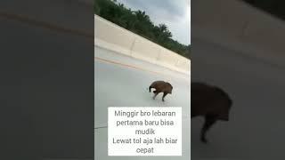 lebaran pertama lewat jalur tol kaget baget istri dan anak jalur biasa macet parah cok