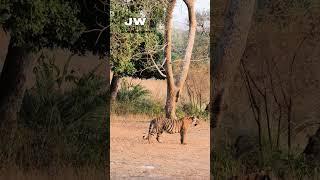 Jungle safari went Wrong Got Stuck in Between 4 Tigers  Ranthambore