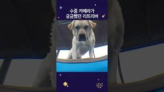 수중카메라가 궁금했던 리트리버ㅋㅋㅋ #dog