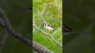 “Forest Wagtail” dikenali dengan kebiasaannya iaitu menggoyangkan ekor