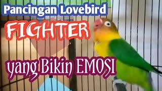 Pancingan Lovebird Ngekek Panjang  pancing EMOSI LAWAN