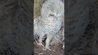 Baby tawny owl tests out its long legs