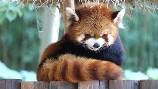 The Red Panda is going to sleep