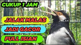 TERAPI JALAK SUREN MALAS BUNYI DENGAN SUARA JALAK GACOR FULL ISIAN MUDAH DITIRU