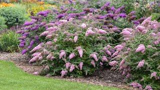 Buddleia Collection Comparison  Walters Gardens