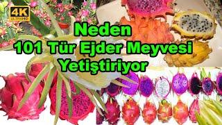 Neden 101 Çeşit Ejder Meyvesi Türü Yetiştiriyor ?