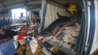 The Largest Shark Fish Market In Negombo