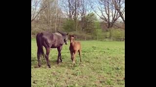 Cute foal playing with owner - Doing all crazy things