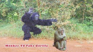 Monkey VS Fake Gorilla  The Mirror VS Dog  The Prank Show  So New Prank 2022