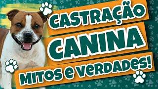 CASTRAÇÃO CANINA Mitos e Verdades Curiosidades e informações sobre a castração de cães
