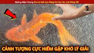 Những Hiện Tượng Khó Lý Giải Cực Đáng Sợ Của Các Loài Đáng Vật P46  Review Giải Trí Đời Sống