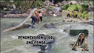 Penangkapan ular anaconda besar...