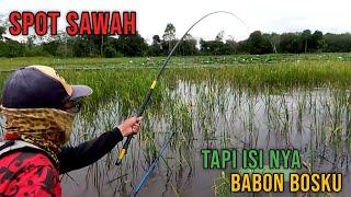 Sering Diremehkan ternyata sawah ini dihuni ikan besar - Mancing nila liar V-116