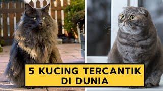 PALING CANTIK Inilah 5 Jenis Kucing Tercantik di Dunia Bagian I