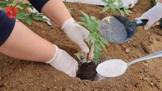 Just a spoonful of this powder when planting tomatoes for better initial plant development