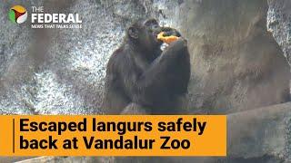 Absconding Hanuman langur from Vandalur zoo captured  The Federal