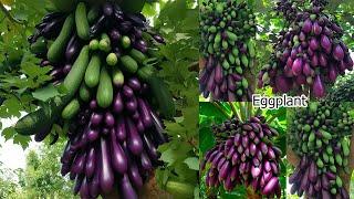 collecting skill how to grows eggplant  amazing tips to planting eggplant