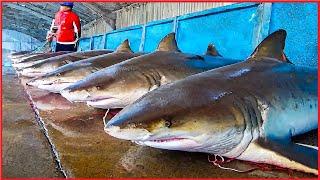 Shark Fishing and Processing of Shark products - Shark meat skin and fins processing in factory