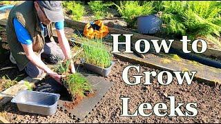 How to Plant Leeks in the No Dig Beds