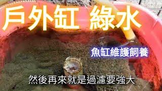 魚缸綠水 戶外缸養魚 小政哥的習慣處置分享