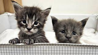 The Escaping Maine Coon Kittens