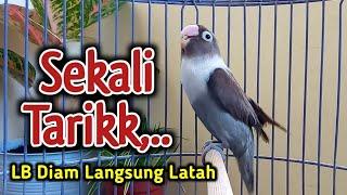 LOVEBIRD NGEKEK PANJANG GACOR BIKIN LATAH PANCINGAN LOVEBIRD FIGHTER DISUKAI MUDAH DI TIRUKAN