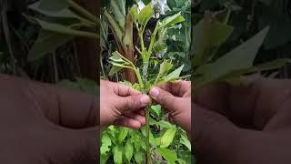 New Avocado Multi GRAFTING Technique 100% Successful#graftingtechnique