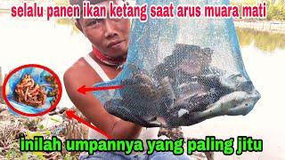 MANCING IKAN KIPER UMPAN CACING LANGSUNG PANEN BEGINI CARANYA