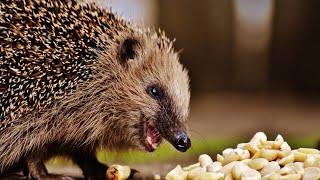 How You Can Help the Earth AND Hedgehogs