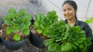 Growing cabbage in the countryside during the rainy season