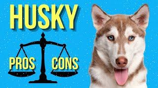Behind the Fur Exploring the PROS AND CONS of Owning a Siberian Husky