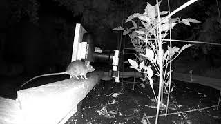 A24 Rat Trap Two Rat Kills in One Night