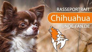 ► Chihuahua 2020 History Appearance Temperament Training Exercise Care & Health