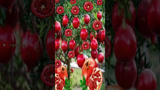 Unique method of growing and growing pomegranate fruit trees from fruit.#shorts