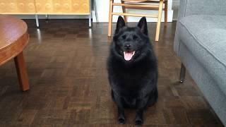 Schipperke Communication