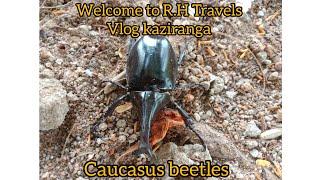 #big Caucasus beetle in safapani