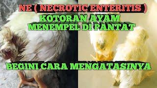 Ayam diare dan kotoran menempel pada pantat ayam