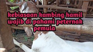 5 kebiasaan kambing hamil yang dikhawatirkan peternak wajib di pahami pemula