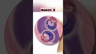 Twins In The Womb Month by Month Fetal Development  During Pregnancy#shorts #trending #youtube